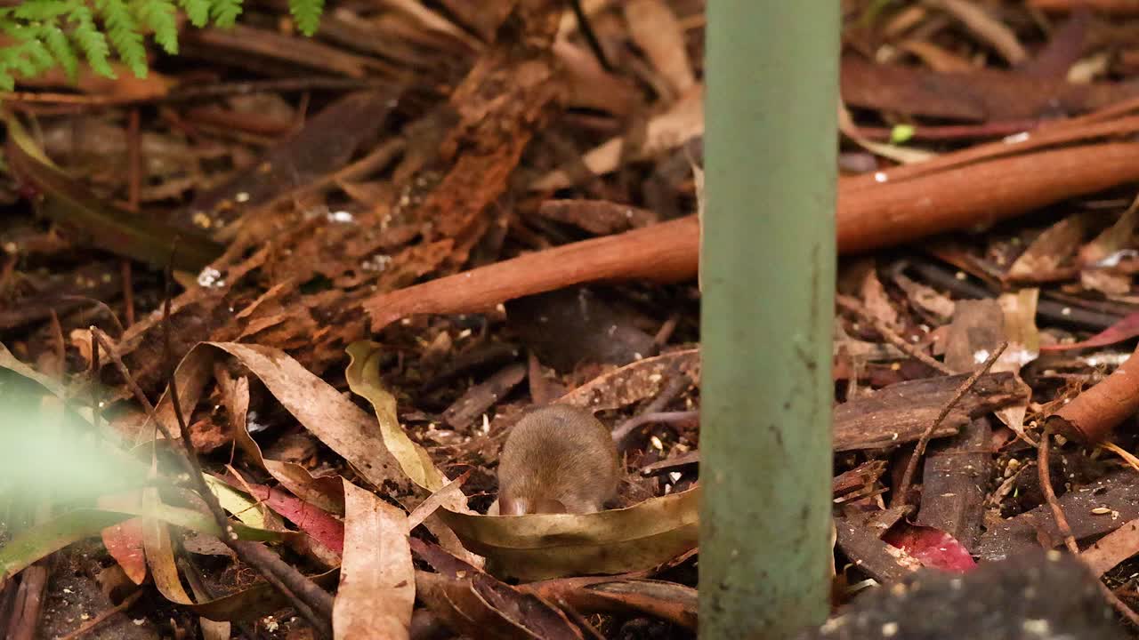 숲 바닥 잔해 를 가로질러 이동 하는