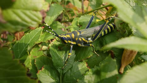 Aularches-Miliaris-Es-Una-Especie-De-Saltamontes-Monotípico-Del-Género-Aularches.-El-Insecto-Ha-Recibido-Diversos-Nombres,-Entre-Ellos-Langosta-Del-Café,-Saltamontes-Fantasma-Y-Saltamontes-Moteado-Del-Norte.