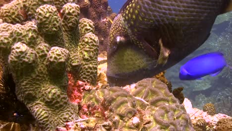 trigger fish close up