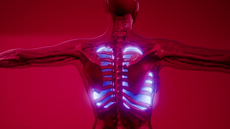examen radiológico de los pulmones humanos