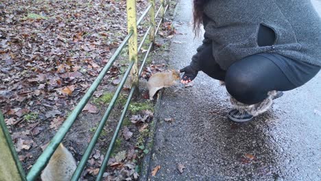 Niña-Caucásica-Alimentando-Cacahuetes-De-Ardilla-Juguetona-En-El-Parque-Público-De-Otoño