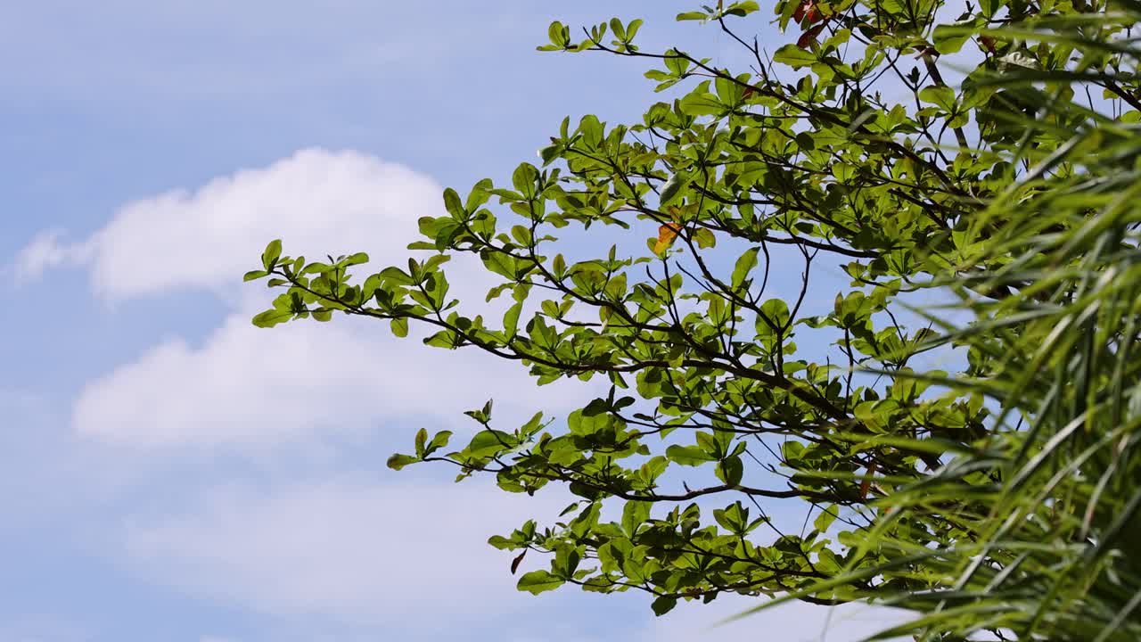 울창한 초록색 가지들은 은 파란 하늘을 향해 부드럽게 흔들리며 평온한 열대 환경의 본질을 포착합니다.