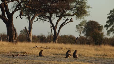 clip ancho de una tropa de babuinos junto a una sartén abierta en la luz lateral de la mañana temprano, khwai botswana