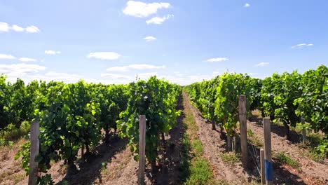 lush vineyard rows under a clear sky