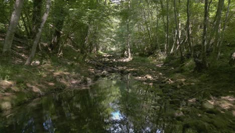 moving forward in the forest between the trees over a rocky river bed on a sunny, summer day