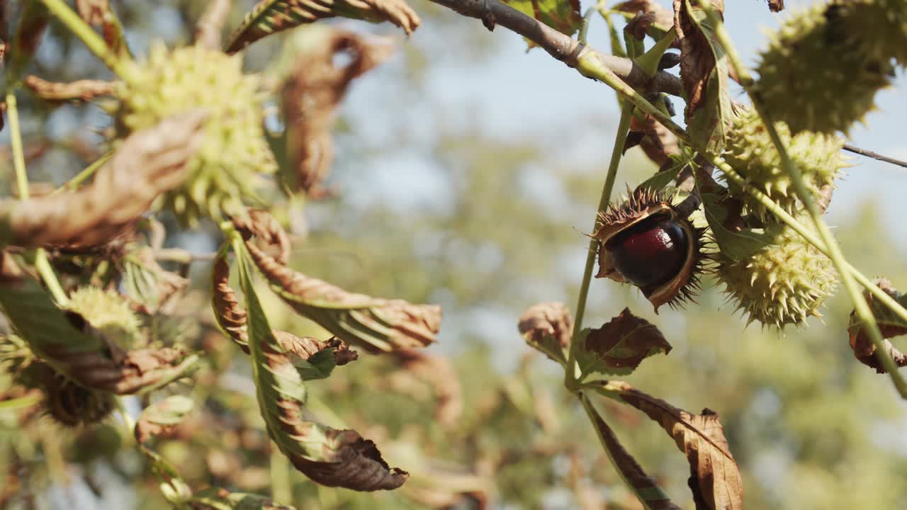 Autumnal European horse-chestnut on the tree branch 4K video