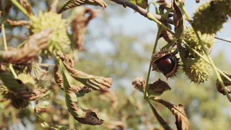 autumnal european horse-chestnut on the tree branch 4k video