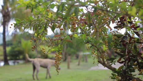 Dog-sniffing-for-food-behind-a-berry-tree