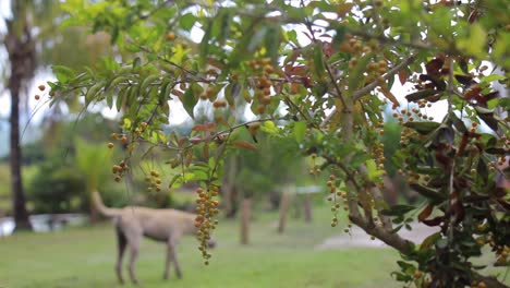 perro olfateando comida detrás de un árbol de bayas