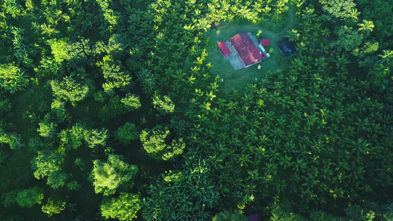 Aerial Top Shot Of A Coconut Farm In The Morning