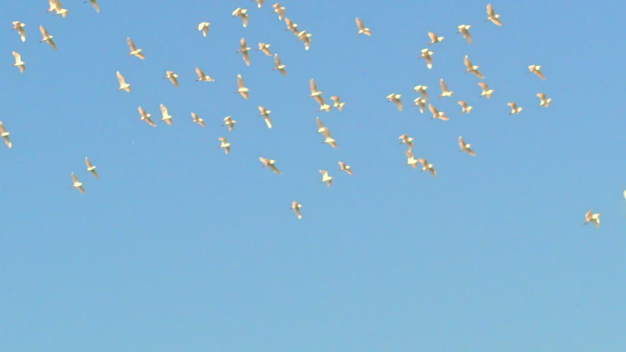 ⁇ 색 새 들 의 우아 한 무리 가  ⁇ 은 파란 하늘 에 비해 날아다니는 평화롭고 조용 한 느린 움직임 을 찍는 것