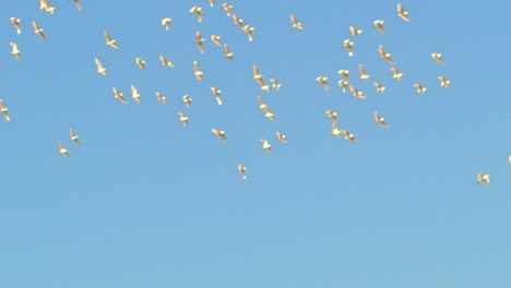 Eine-Ruhige-Und-Ruhige-Zeitlupenaufnahme-Eines-Anmutigen-Schwarms-Weißer-Vögel,-Die-Vor-Dem-Klaren-Blauen-Himmel-Schweben