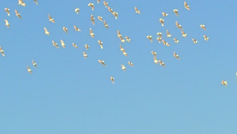una serena y tranquila captura en cámara lenta de una graciosa bandada de pájaros blancos volando contra el claro cielo azul