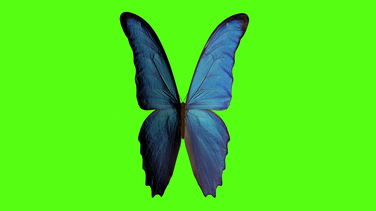 나비가 날개를 흔들고, 초록색 배경에 나비가 나타납니다. - 3d 렌더링