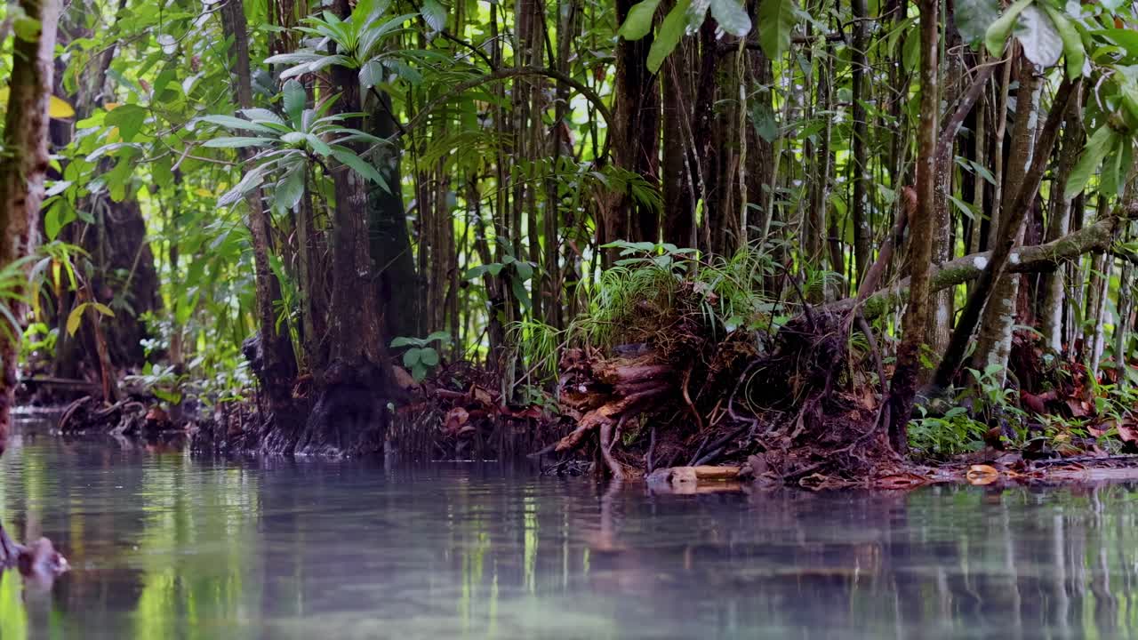 A tranquil stream flows through dense jungle foliage, showcasing vibrant greenery and intricate tree roots.