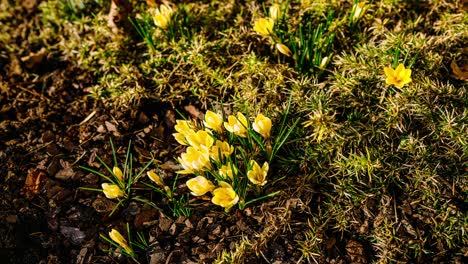 yellow crocus flowers blooming in spring sunshine. timelapse of awakening nature.