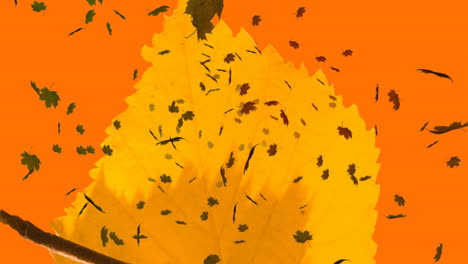 animación de varias hojas de otoño que caen sobre un fondo naranja