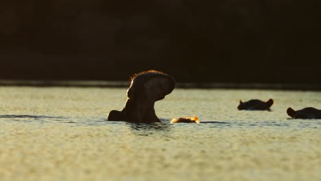 Wide-shot-of-a-male-hippo-displaying-his-massive-tusks,-Greater-Kruger