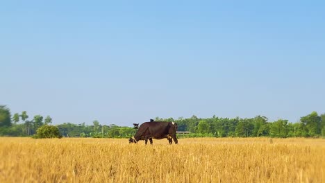 Drongo-bird-perched-on-the-back-of-a-grazing-cow-in-an-orange-field