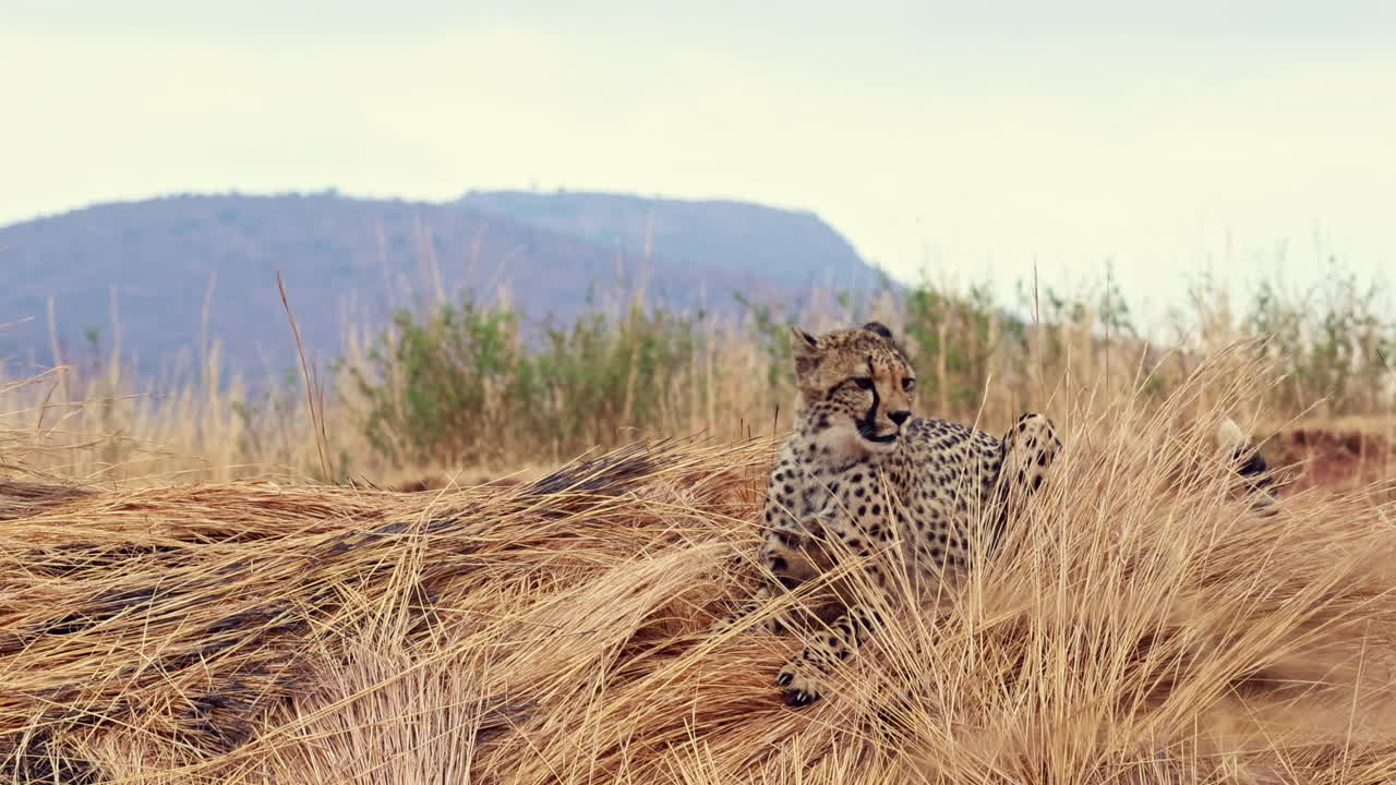 Young juvenile cheetah Acinonyx jubatus flops down for a rest on dry grasses