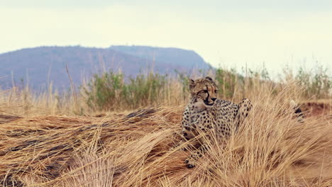 young juvenile cheetah acinonyx jubatus flops down for a rest on dry grasses