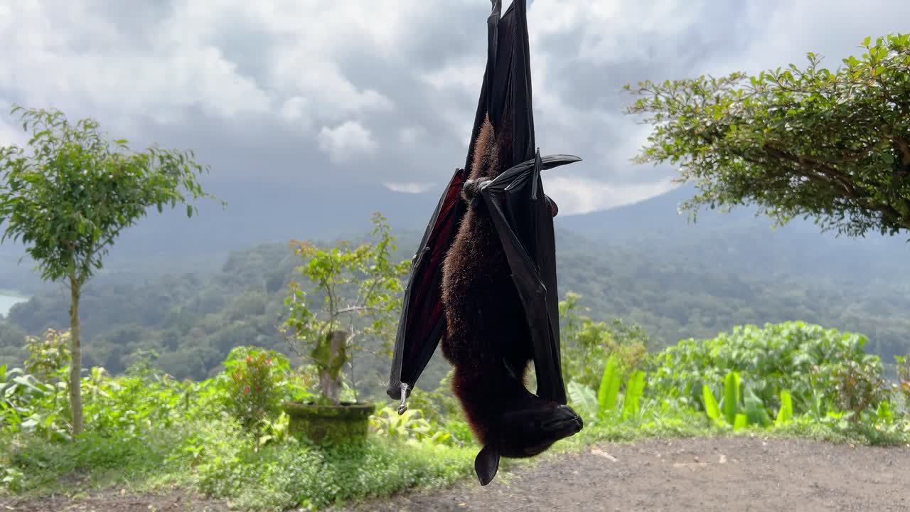 Flying Fox Bat Hanging Upside Down in Tropical Bali Jungle (wide shot)