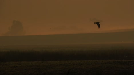 eastern marsh harrier flying over wetland in morning