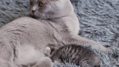 scottish fold kitten sucks mom's tits