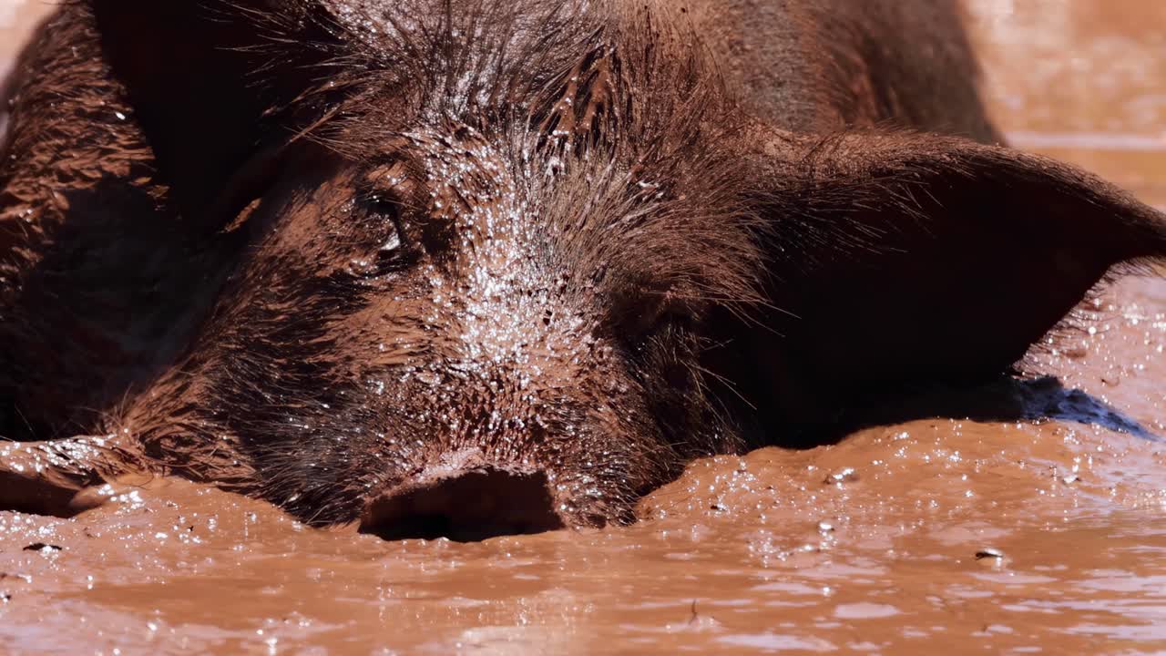 A pig's face is partially submerged in muddy water, showcasing its relaxed state and natural behavior.