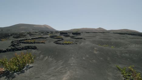 scenery with la geria vineyard in lanzarote