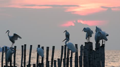 the great egret, also known as the common egret or the large egret