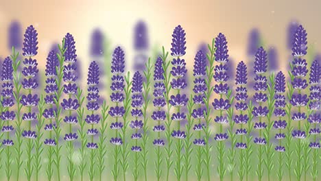 lavender flowers gently sway against a soft, warm background, creating a calming and serene atmosphere