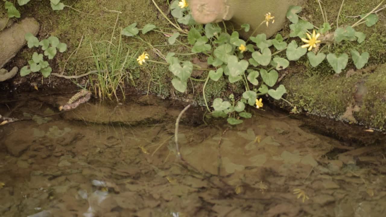 Natural clear water pond with rocks and flowers panning shot