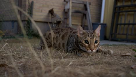 Eine-Bengalkatze-Im-Gras-4