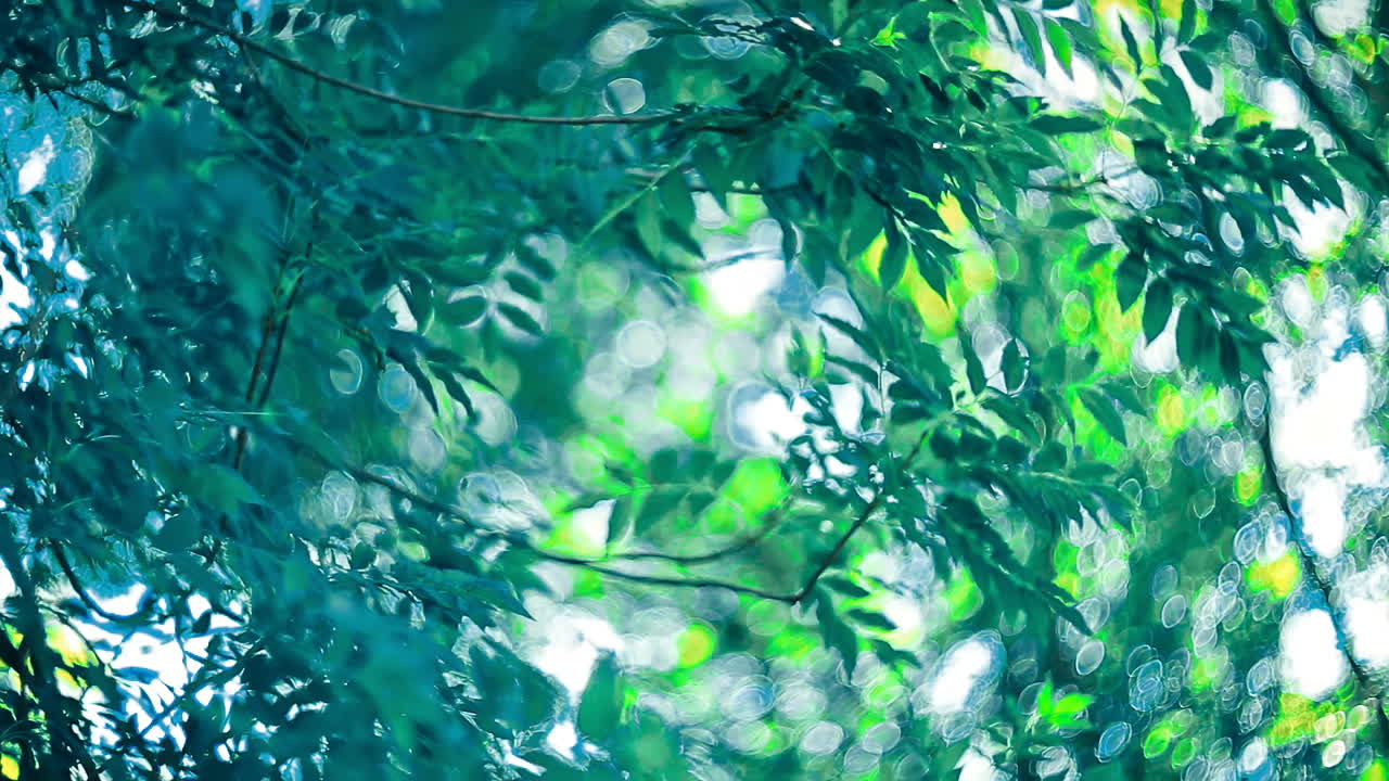 Morning sun through trees. Early morning sun comes up through trees at sunrise