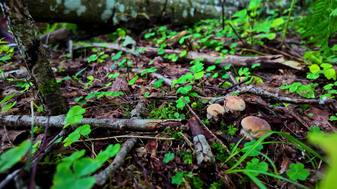 Close-up of a forest floor with mushrooms, moss, twigs, and green foliage