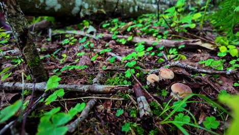 close-up of a forest floor with mushrooms, moss, twigs, and green foliage