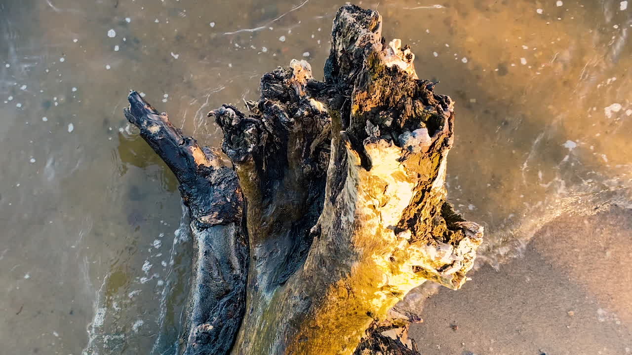 trozo de madera lavada por olas de agua espumosa en la playa de arena