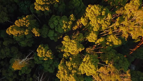 aerial view of a lush forest canopy