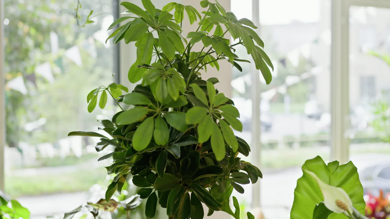 밝은 방 에 있는 초록색 식물 들