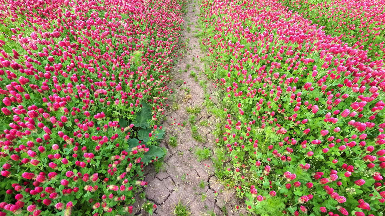 el trébol carmesí creciendo a lo largo de las vías y soplando en la brisa