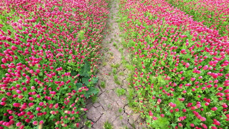 crimson clover growing along rode ruts and blowing in the breeze