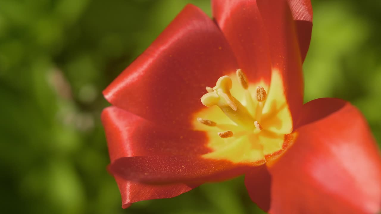 un tulipán rojo florece al sol