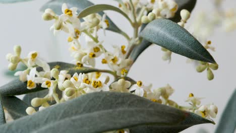 Close-up-of-white-olive-tree-blossoms-and-dark-green-leaves