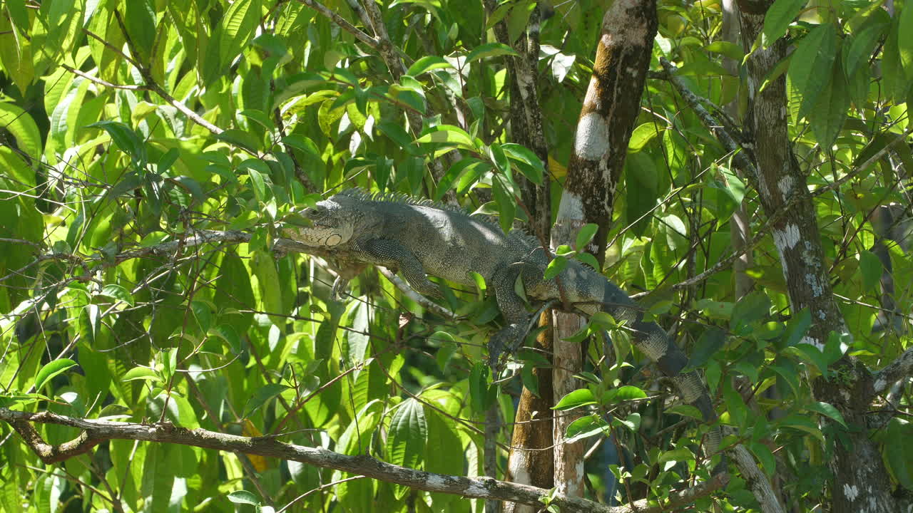 Big iguana taking a sun bath on a branch in French Guiana.