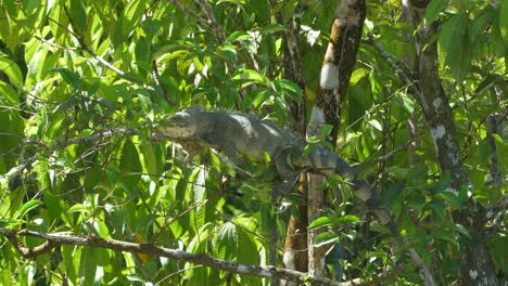 una gran iguana tomando un baño de sol en una rama en la guayana francesa.