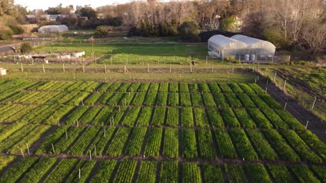 idyllic farm house with vegetable cultivation field at sunset in agronomia district in buenos aires