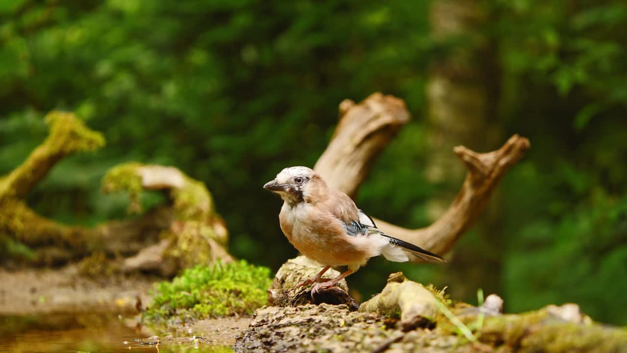 Skovskade i Friesland, Holland, kigger nysgerrigt omkring, mens den spiser i mosbevokset skov fra en død træstamme.