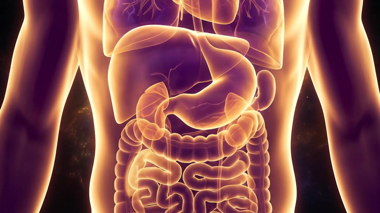 Animazione 3D degli organi interni e dell'anatomia umana