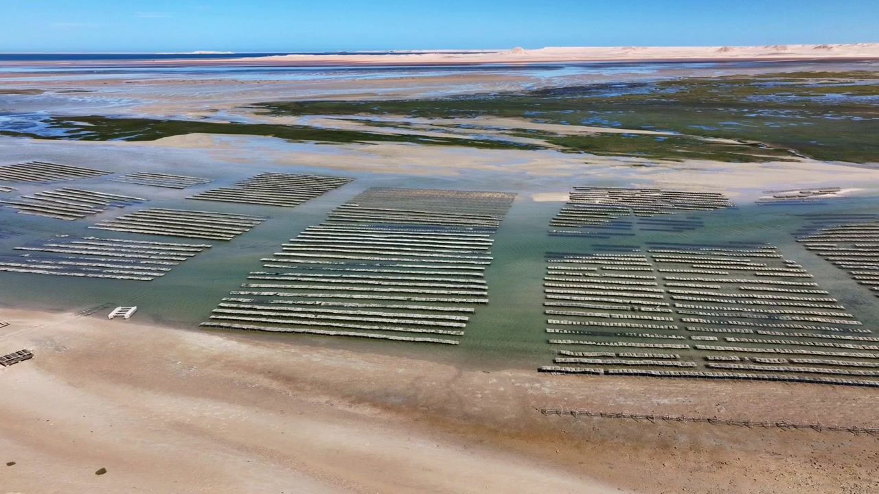 Drone aerial view of large-scale marine shellfish aquaculture farms in Dakhla Lagoon, highlighting sustainable seafood production and Morocco's expanding blue economy along the Atlantic coast.